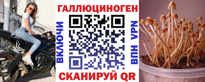 где продают   Волгоград  Псилоцибиновые грибы Psilocybe 