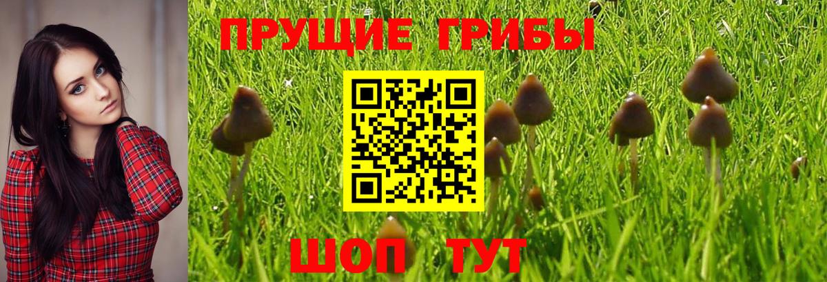 Галлюциногенные грибы Cubensis Волгоград