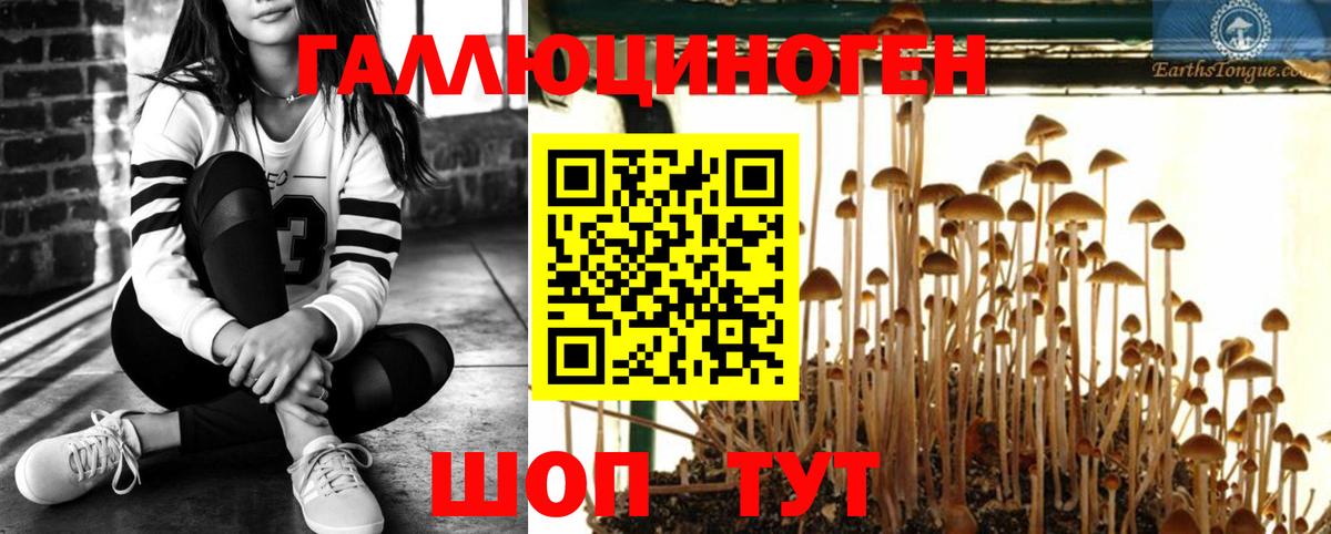 Галлюциногенные грибы прущие грибы  Волгоград 